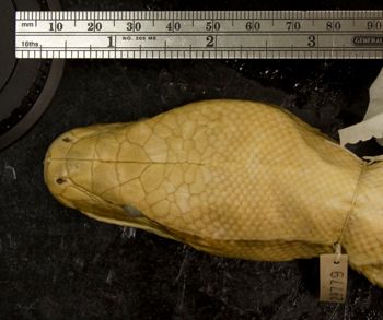 Media type: image;   Herpetology R-29779 Aspect: head dorsal